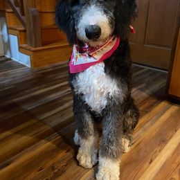 Willow - Bernedoodle