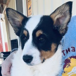 Spicey - American Corgi