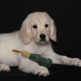Shaggy - Light golden male Golden Retriever puppy in Auora, Colorado from Grace Skye Goldens