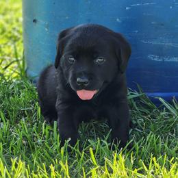 Girl 3-Purple - Black female Labrador Retriever puppy in Saunemin, Illinois from Shooting Star Labs