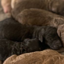 Goldendoodles and Great Danes from DoodleDandy & Danes
