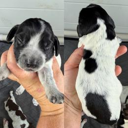 Blue roan boy 3 - Blue roan male English Cocker Spaniel puppy in Millen, Georgia from Pine Hill Kennels