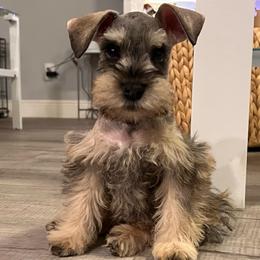 BLUE - Salt and pepper male Miniature Schnauzer puppy in Lehigh Acres, Florida from Southern paws