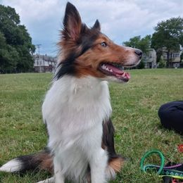 Nairobi Marie - Shetland Sheepdog