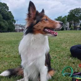 Nairobi Marie - Shetland Sheepdog