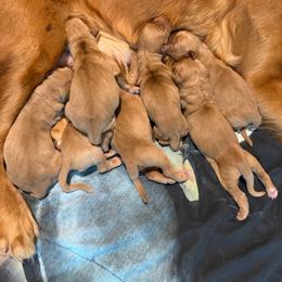 6th pick - Dark golden male Golden Retriever puppy in Sandy, Oregon from Treasured K-9s