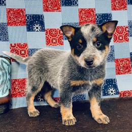 Australian Cattle Dog and Pembroke Welsh Corgi Puppies from Heelers in Texas