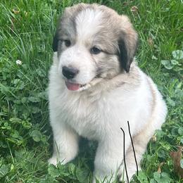 Great Pyrenees from Bailey Family Farm