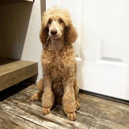 Abi - Poodle