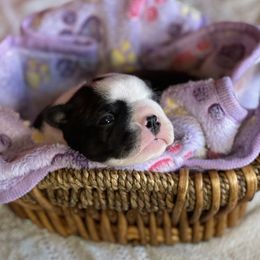Boston Terrier Puppies from Dreamweaver Bostons