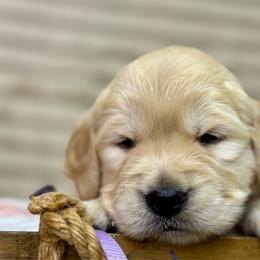 Miss Lavender - Golden female Golden Retriever puppy in Tonasket, Washington from Denzil’s Goldens
