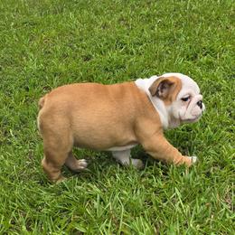 Gretta - Fawn and white female Bulldog puppy in Summit, Mississippi from Impressive Bulldogs and French Bulldogs