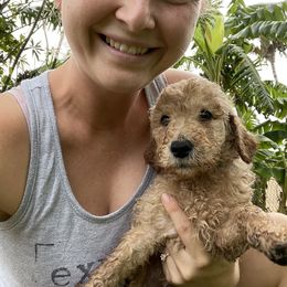 Goldendoodle Puppies from The Miller's Goldendoodles