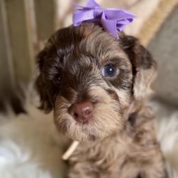 Haven - Merle female Goldendoodle puppy in Decatur, Texas from Scherrer Sweet Goldendoodles