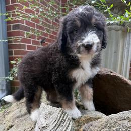 Hulk - male Australian Mountain Doodle puppy in Williamston, South Carolina from Sassy Bob’s Dogs