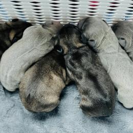 French Bulldogs from Carolina High Country Frenchies
