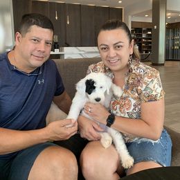 Sheepadoodle Puppies from Narrow Path Puppies