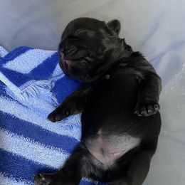 French Bulldog Puppies from Just Us Frenchies