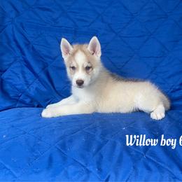 Willow boy 6 - Brown and white male Siberian Husky puppy in Ocala, Florida from Florida Husky Puppies
