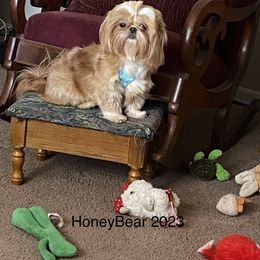 Honey Bear - Shih Tzu