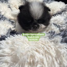 Black parti 2995 pet only - Black parti male Pomeranian puppy in Kentucky from Em&M Pomeranians