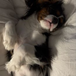 Krystal - Cavalier King Charles Spaniel