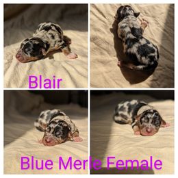 Girl 1 - Blue merle Miniature Australian Shepherd puppy in Sanger, California from A&M Australian Shepherds