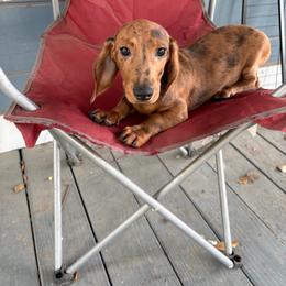 Rival - Dapple male Dachshund puppy in Conroe, Texas from Dots Dachshunds