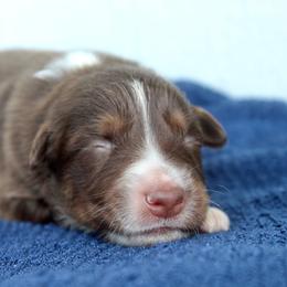 MadHatter - Red tri-color male Australian Shepherd puppy in Star City, Arkansas from Blush & Lace Aussie Co.