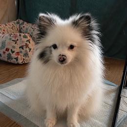 Layla - Pomeranian