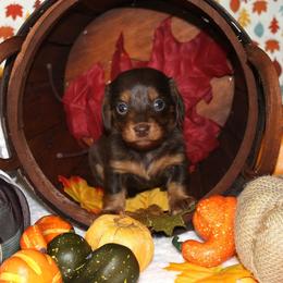 Samara - Chocolate and tan female Dachshund puppy in Corbin, Kentucky from White River Valley Kennel