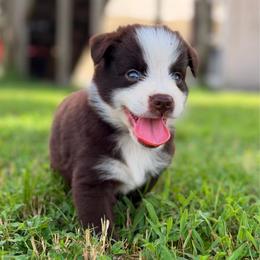 Axel AKC - Red tri-color male Australian Shepherd puppy in Polk City, Florida from Skaky Shepherds