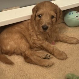 Boy 3 - Caramel red male Labradoodle puppy in Tyler, Texas from LaRue's Labradoodles