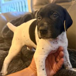 Joker - Black and white male German Shorthaired Pointer puppy in Hot Springs, Virginia from Thunder Mountain Gun Dogs