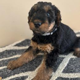 Sailor - Black and tan female Airedale Terrier puppy in Huntersville, North Carolina from Cool Hand Luke Kennels