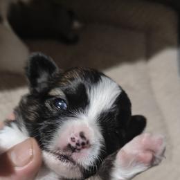 Busta - Sable spotted white male Chihuahua puppy in Gray, Louisiana from Chi Chi's Place LLC