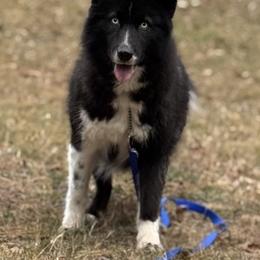 Smokey - Siberian Husky