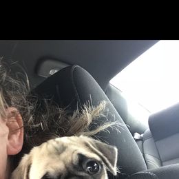 Bulldog, French Bulldog, and Pug Puppies from Royal destiny kennels