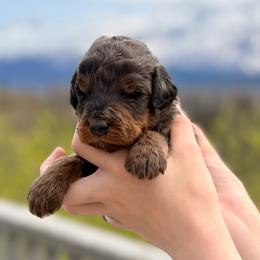 Phantom Merle Boy - Merle male Bernedoodle puppy in Anchorage, Alaska from Cascade Country Doodles