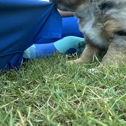 Miniature Australian Shepherd Puppies from Andy McDonald