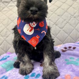 Miniature Schnauzer Puppies from NM Schnauzer Minis