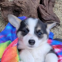 Tie-dye Bandana Girl - Black and tan female Pembroke Welsh Corgi puppy in Cherokee, Oklahoma from MCS Farms-OK