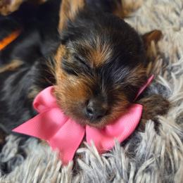 Yorkshire Terrier Puppies from Mike's Yorkies
