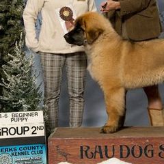 Leonbergers from Bryggeri Leonbergers