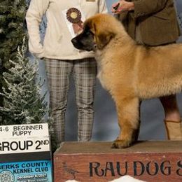 Leonbergers from Bryggeri Leonbergers