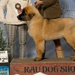 Leonbergers from Bryggeri Leonbergers
