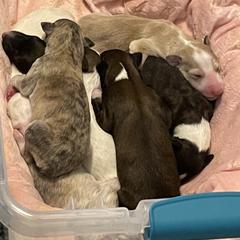 Borzoi Puppies from Rezance Borzoi