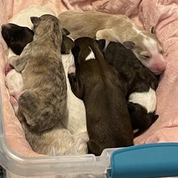 Borzoi Puppies from Rezance Borzoi