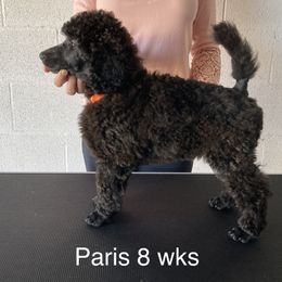 Poodle Puppies from Topsail Breeders