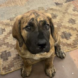 Boerboel, Shorkie, and Toy Australian Shepherd Puppies from SATA Kennels
